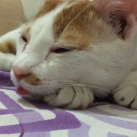 Tekir Kedi, Kedi  Rio fotoğrafı