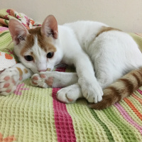 Tekir Kedi, Kedi  Rio fotoğrafı