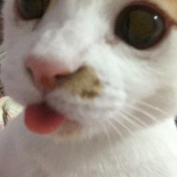 Tekir Kedi, Kedi  Rio fotoğrafı