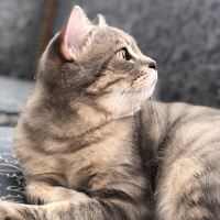 Scottish Fold, Kedi  alfa fotoğrafı