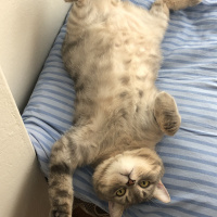 Scottish Fold, Kedi  alfa fotoğrafı