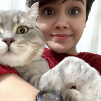 Scottish Fold, Kedi  alfa fotoğrafı