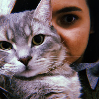 Scottish Fold, Kedi  alfa fotoğrafı