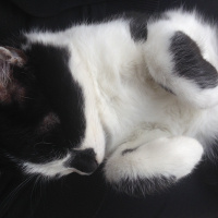 Tekir Kedi, Kedi  Neko fotoğrafı