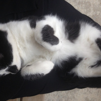 Tekir Kedi, Kedi  Neko fotoğrafı