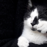 Tekir Kedi, Kedi  Neko fotoğrafı