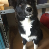 Border Collie, Köpek  cesi fotoğrafı