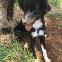 Border Collie, Köpek  Laika fotoğrafı