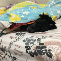 Border Collie, Köpek  Laika fotoğrafı