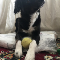 Border Collie, Köpek  Laika fotoğrafı