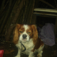 Cavalier King Charles Spanieli, Köpek  Jimy fotoğrafı