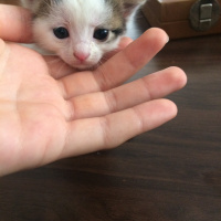 Tekir Kedi, Kedi  nohut fotoğrafı