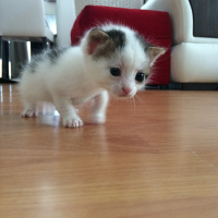 Tekir Kedi, Kedi  nohut fotoğrafı
