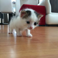 Tekir Kedi, Kedi  nohut fotoğrafı