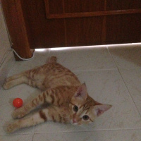 Sarman, Kedi  Mika fotoğrafı