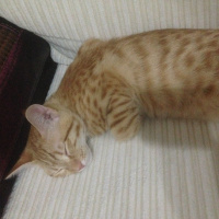 Sarman, Kedi  Mika fotoğrafı