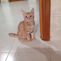 Sarman, Kedi  Mika fotoğrafı