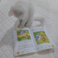 Chinchilla, Kedi  Chincila fotoğrafı