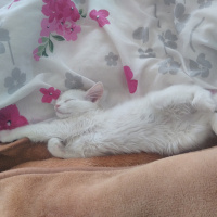 Chinchilla, Kedi  Chincila fotoğrafı
