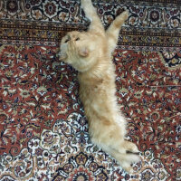 İran Kedisi (Persian), Kedi  BADEM fotoğrafı