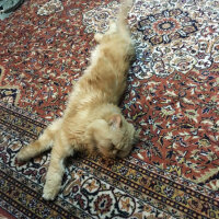 İran Kedisi (Persian), Kedi  BADEM fotoğrafı