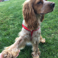 İngiliz Cocker Spaniel, Köpek  Maya fotoğrafı