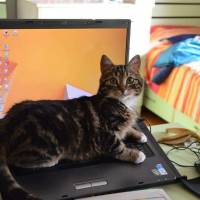 Tekir Kedi, Kedi  Zeytin  fotoğrafı