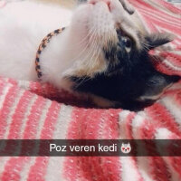 Tekir Kedi, Kedi  Aliç fotoğrafı