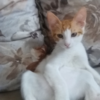 Sarman, Kedi  Misket fotoğrafı