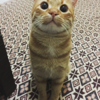 Tekir Kedi, Kedi  Kamil fotoğrafı