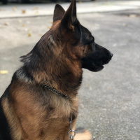 Alman Çoban Köpeği, Köpek  Zeus fotoğrafı