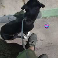 Sokö (Sokak Köpeği), Köpek  Linda fotoğrafı