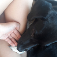 Sokö (Sokak Köpeği), Köpek  Linda fotoğrafı