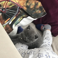 British Shorthair, Kedi  Lucky fotoğrafı