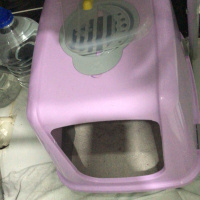 British Shorthair, Kedi  Lucky fotoğrafı