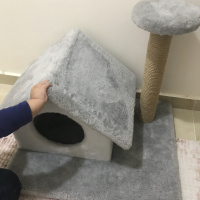 British Shorthair, Kedi  Lucky fotoğrafı