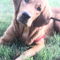 Golden Retriever, Köpek  Karamel fotoğrafı