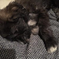 Avustralya Terrier, Köpek  Lokum fotoğrafı