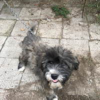 Avustralya Terrier, Köpek  Lokum fotoğrafı