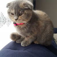 Scottish Fold, Kedi  Balım fotoğrafı