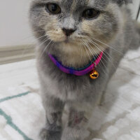 Scottish Fold, Kedi  Balım fotoğrafı