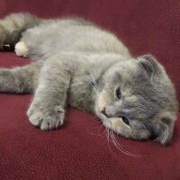 Scottish Fold, Kedi  Balım fotoğrafı