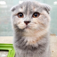 Scottish Fold, Kedi  Balım fotoğrafı