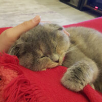 Scottish Fold, Kedi  Balım fotoğrafı