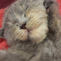 Scottish Fold, Kedi  Balım fotoğrafı