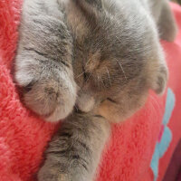 Scottish Fold, Kedi  Balım fotoğrafı