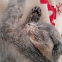 Scottish Fold, Kedi  Balım fotoğrafı