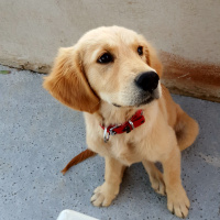 Golden Retriever, Köpek  Juno fotoğrafı