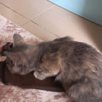 American Keuda, Kedi  Luna fotoğrafı