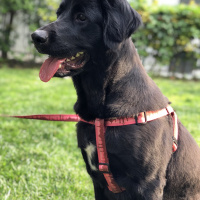 Labrador Retriever, Köpek  Rien fotoğrafı